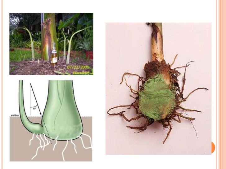 Plant tissue culture techniques of Banana