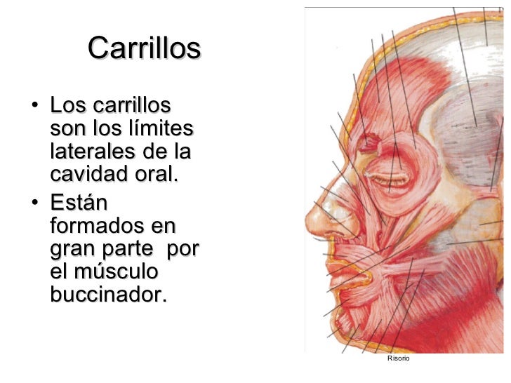 Histologia de la cavidad bucal Histologia de la cavidad bucal