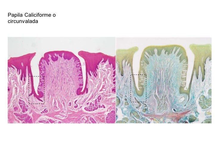 Histologia de la cavidad bucal