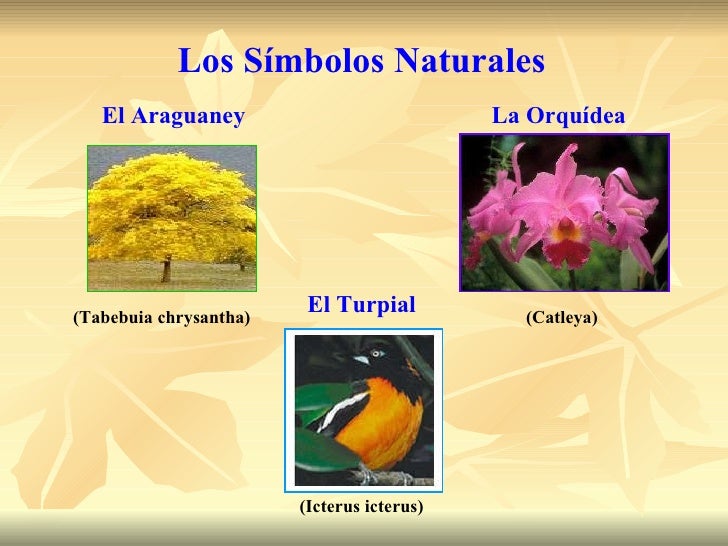 Cuales Son Los Simbolos Naturales De Venezuela | lossimbolospatroslilibeth Cuales Son Los Simbolos Naturales De Venezuela | lossimbolospatroslilibeth