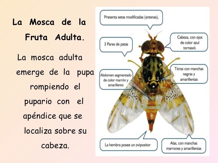 la moscade la fruta