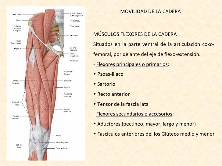 Movilidad Articulaciones