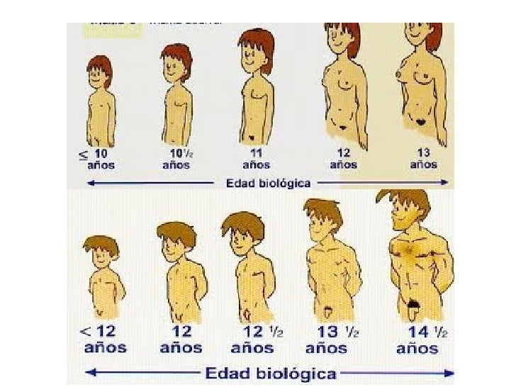 Las tinturas públicas para el aumento del miembro