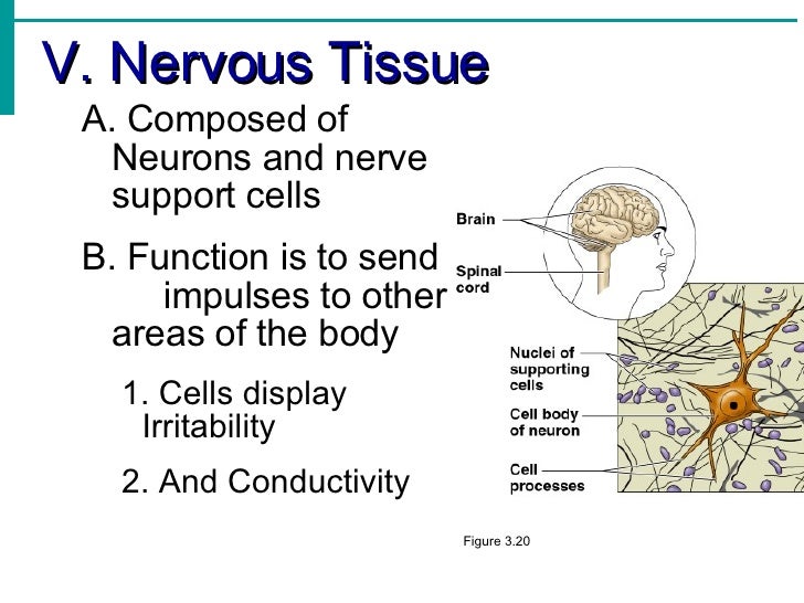 nervous tissue function nervous tissue function