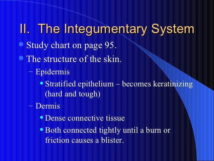 Ch. 4 Skin And Body Membranes friction blister diagram 
