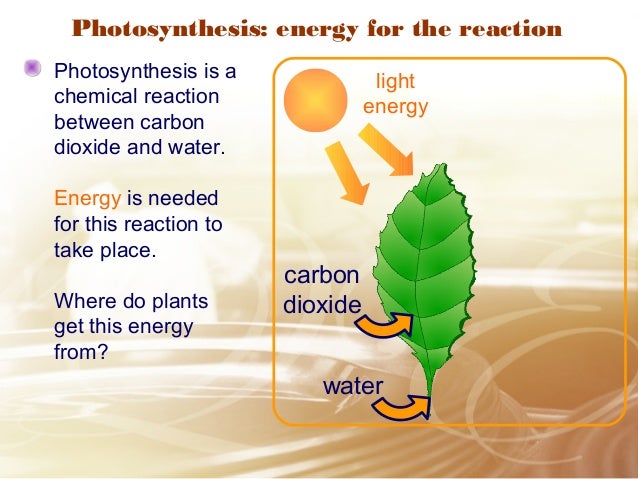 Plants Nutrition