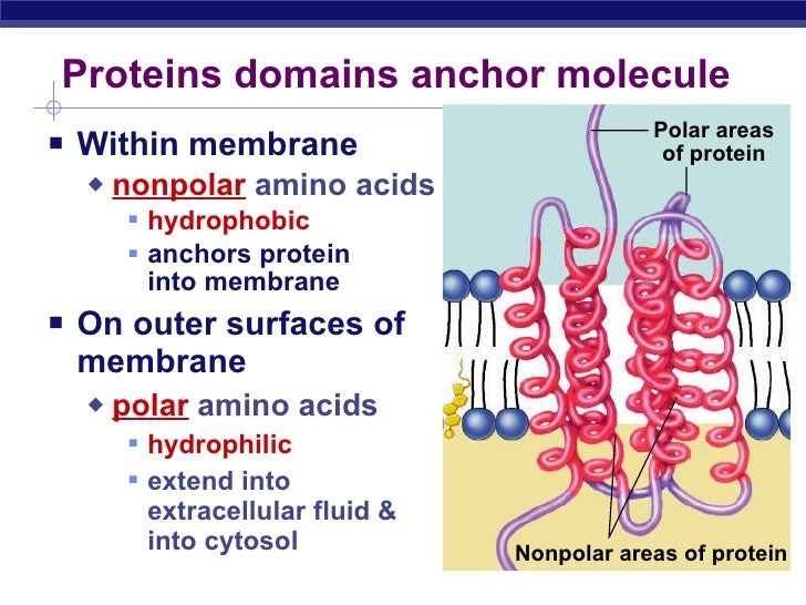 where are hydrophobic amino acids found in proteins