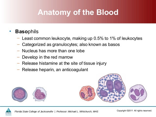 Blood and Immune System