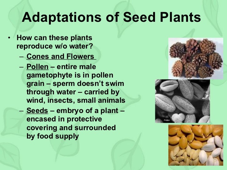 Ch22 Intro to Plants