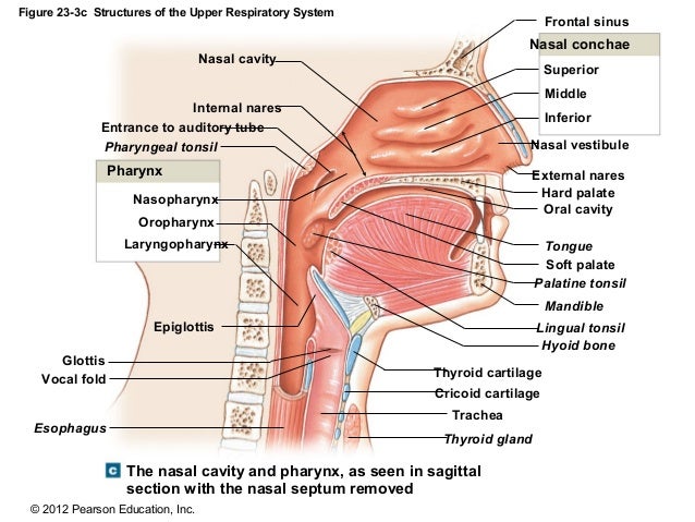 blocked sinuses for weeks