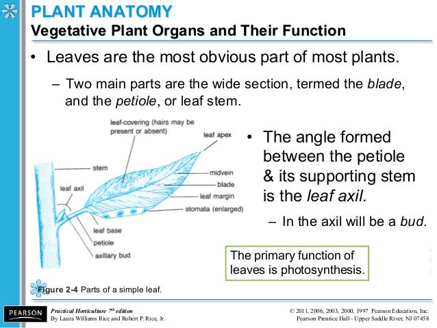 anatomy and phys i Anatomy & physiology the anatomy and physiology module introduces the structure and function of the human body you will read about the cells, tissues and membranes that make up our bodies and how our major systems function to help us develop and stay healthy. anatomy and phys i Anatomy & physiology the anatomy and physiology module introduces the structure and function of the human body you will read about the cells, tissues and membranes that make up our bodies and how our major systems function to help us develop and stay healthy.