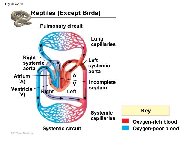 Biology "B" / Ch42