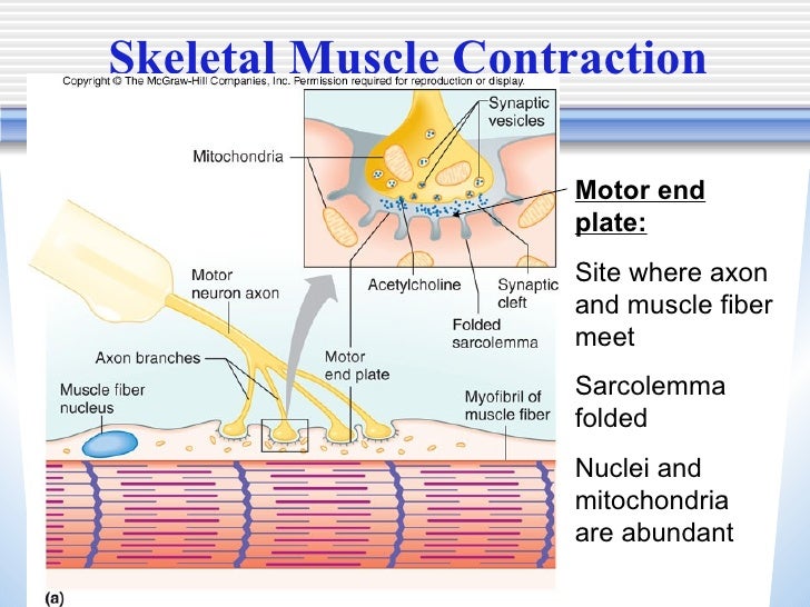 skeletal muscle contraction essay skeletal muscle contraction essay