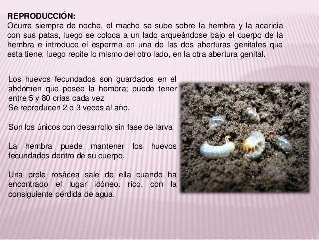 Chanchitos de-tierra