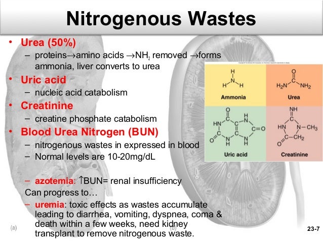 Kidney Transplant Uric Acid