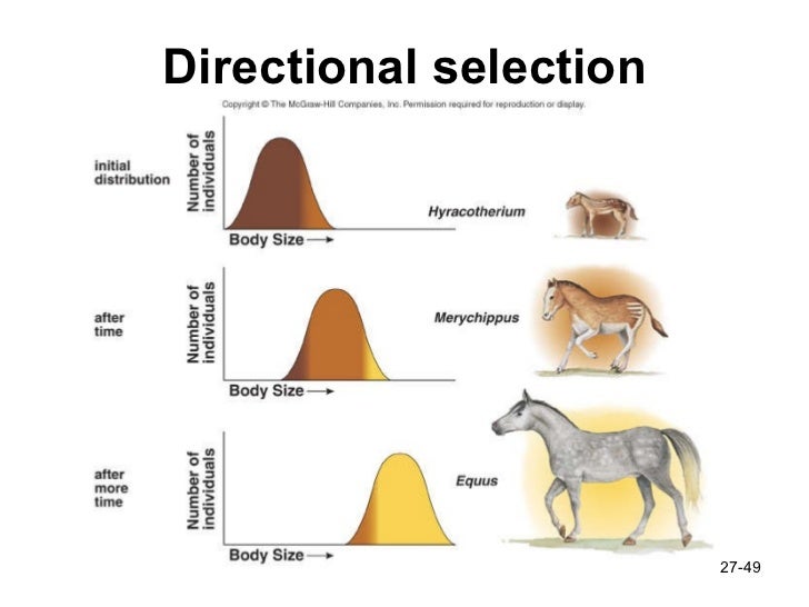 examples of directional selection