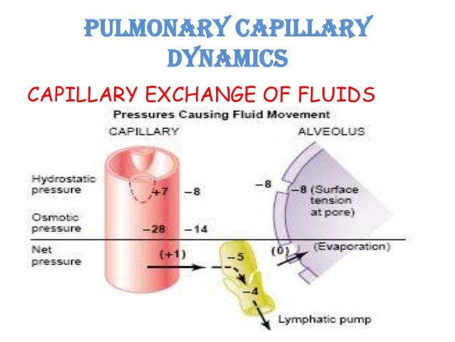 fluid in dogs lungs interstitial fluid in lungs images fluid in dogs lungs interstitial fluid in lungs images