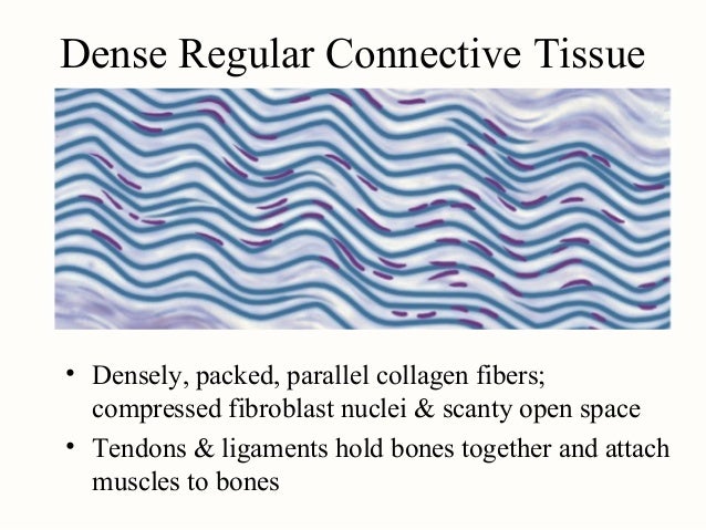 Image result for Dense regular connective tissue comprises tendons and ligaments.