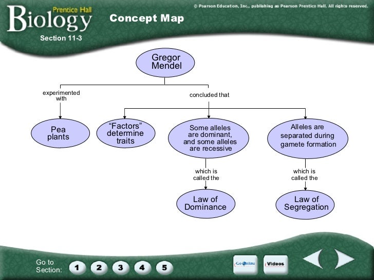 chapter 11 introduction to genetics chapter 11 introduction to genetics