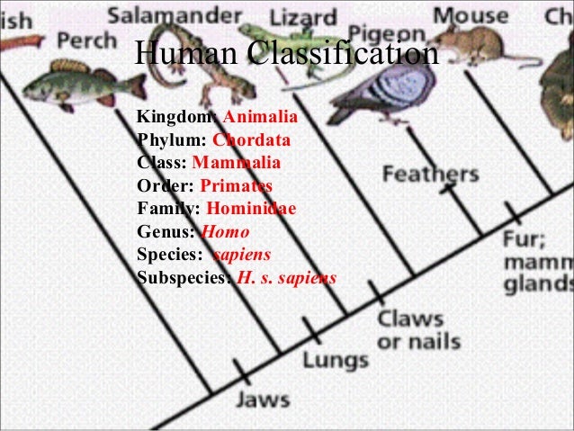 Chapter 18 - Classification