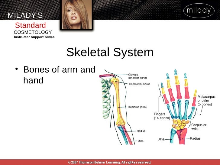 Chapter 06 General Anatomy And Physiology
