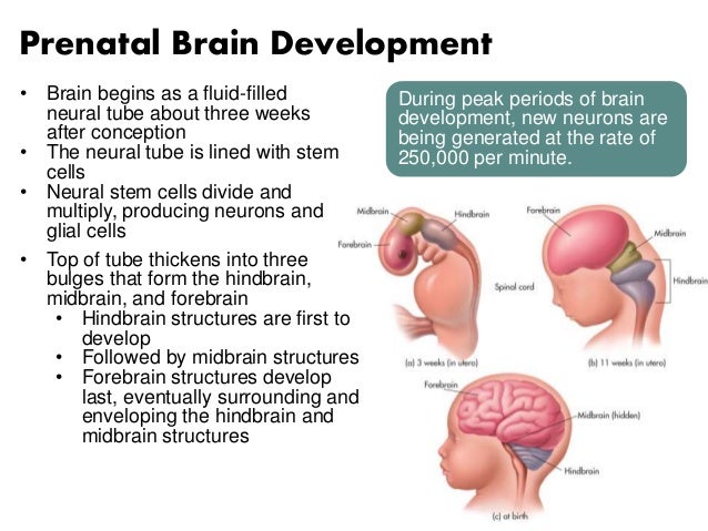 Best brain booster drugs picture 2