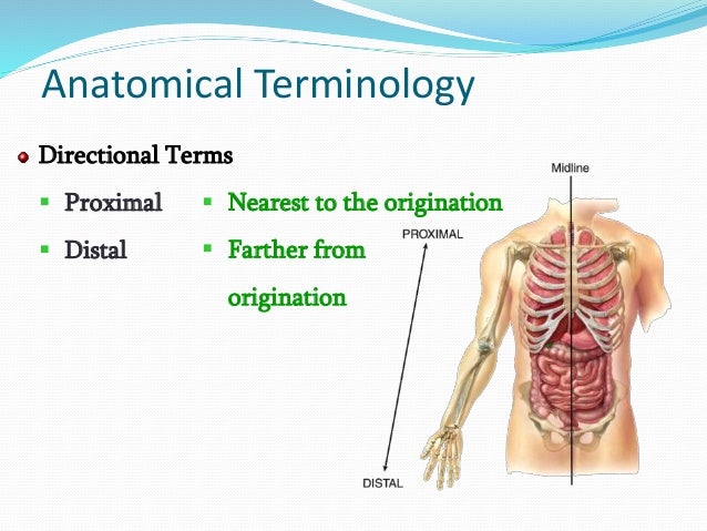 Chapter 1 Introduction to Anatomy and Physiology Biology Diagrams