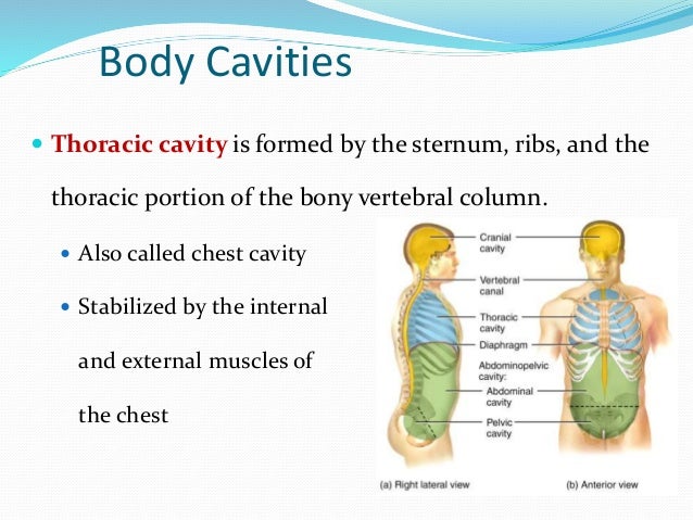 Chapter 1 Introduction to Anatomy and Physiology