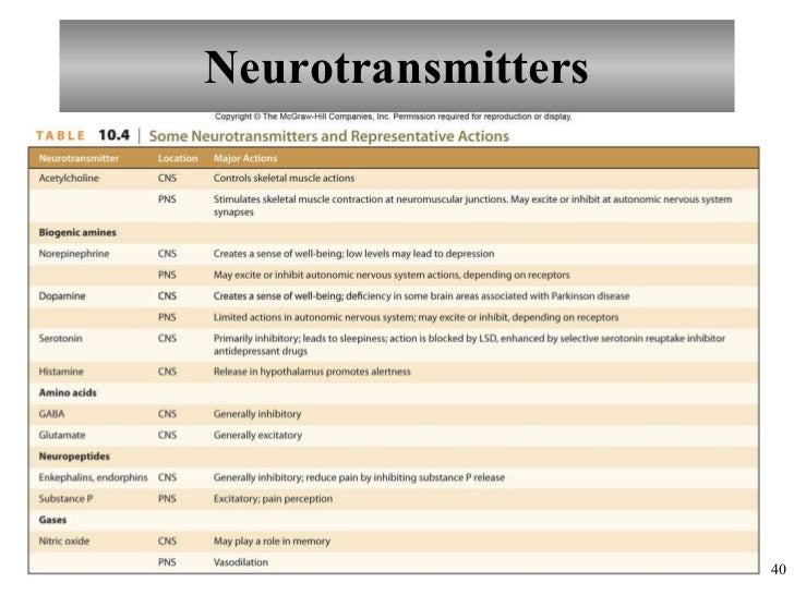 Chapter 10 Nervous System I Basic Structure and Function