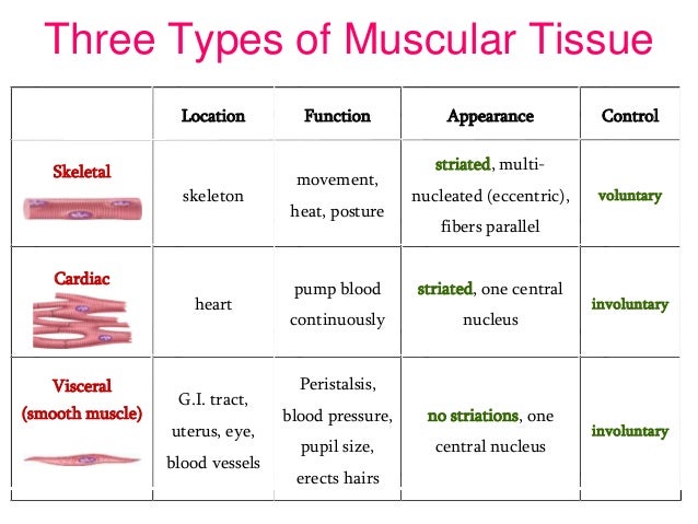 skeletal muscle tissue location - DriverLayer Search Engine