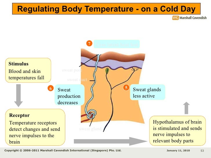 Low Body Temp And Synthroid