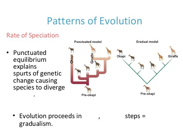 Worksheets Natural Selection And Patterns Of Evolution Worksheet patterns of evolution worksheet worksheets for school kaessey