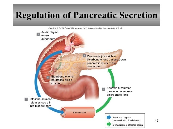 Chapter 17 Digestive System