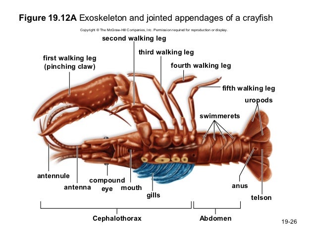 Bio 100 Chapter 19