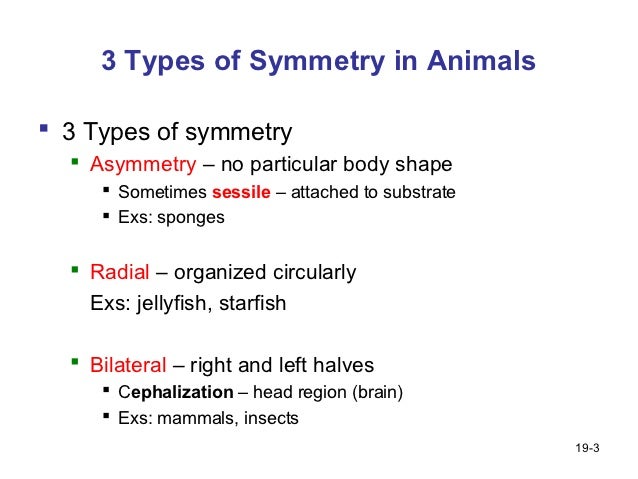 animal kingdom worksheets animal kingdom worksheets