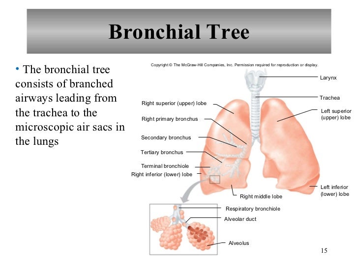 Chapter 19 Respiratory System