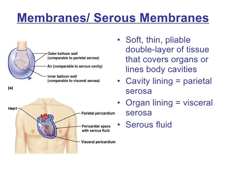 What specialized cells line the inner cavity and move fluids through filter feeding sponges?