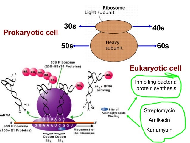 eukaryotic ribosomes synthesise protein chains in the same direction as Notes from molecules to cells, lectures 11-16 (20 pages) out of 31 download from molecules to cells lecture 1 cell biology: cell types and techniques, introduction. eukaryotic ribosomes synthesise protein chains in the same direction as Notes from molecules to cells, lectures 11-16 (20 pages) out of 31 download from molecules to cells lecture 1 cell biology: cell types and techniques, introduction.