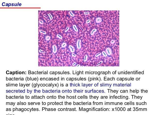 Welcome to Microbugz SIM Medium