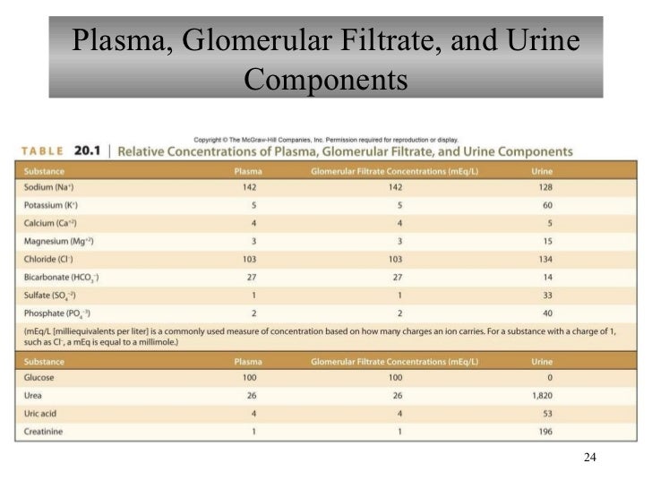 Chapter 20 Urinary System
