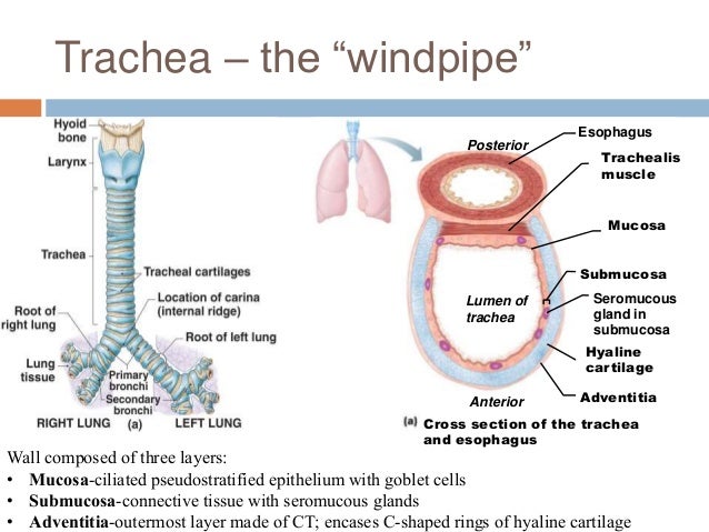 The Trachea Is Strengthened By Rings Of What Socratic