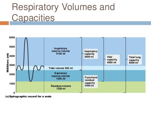 anatomical dead space lungs volume anatomical dead space lungs volume
