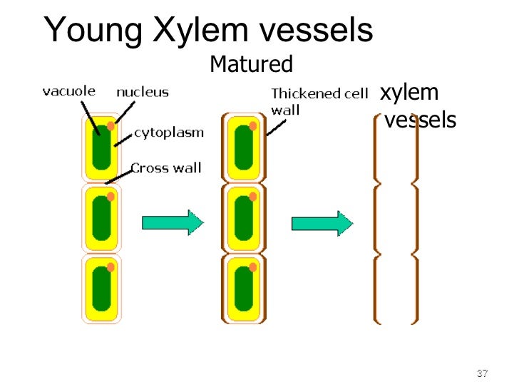 The structure of the root of the plant. Features of the structure of the root The structure of the root of the plant. Features of the structure of the root