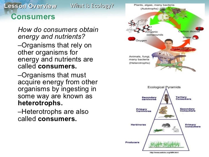 How Do Consumers Obtain Energy And Nutrients How Do Consumers Obtain Energy