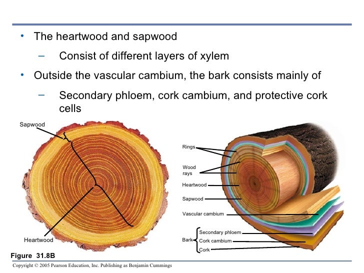 Chapter 31 Plant Structure and Function