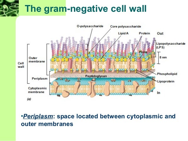gram diagram gram negative diagram www imgkid the image kid has it gram diagram gram negative diagram www imgkid the image kid has it