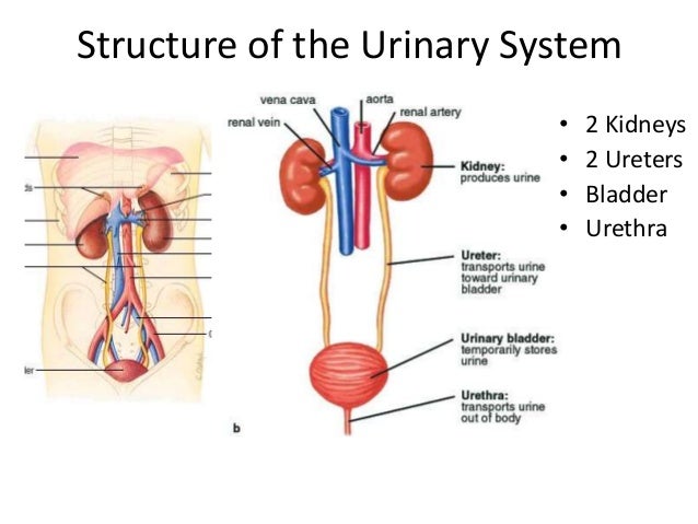 Kidney feature Electrolyte stability