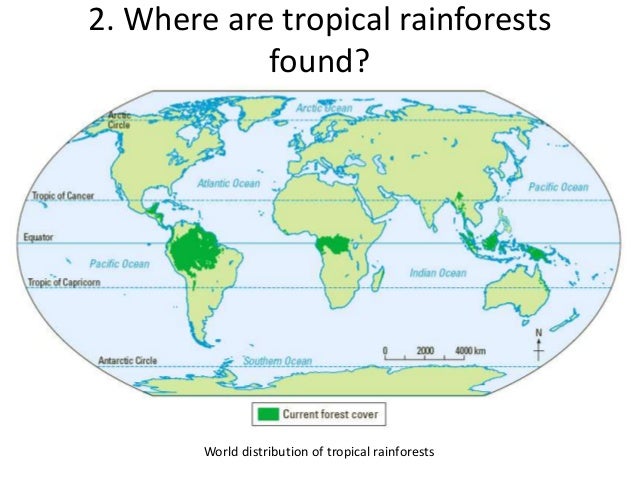 Buy research papers online cheap disappearing tropical rainforests