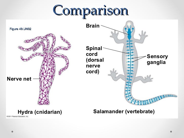 Nerve Net vs Bilateral Brain