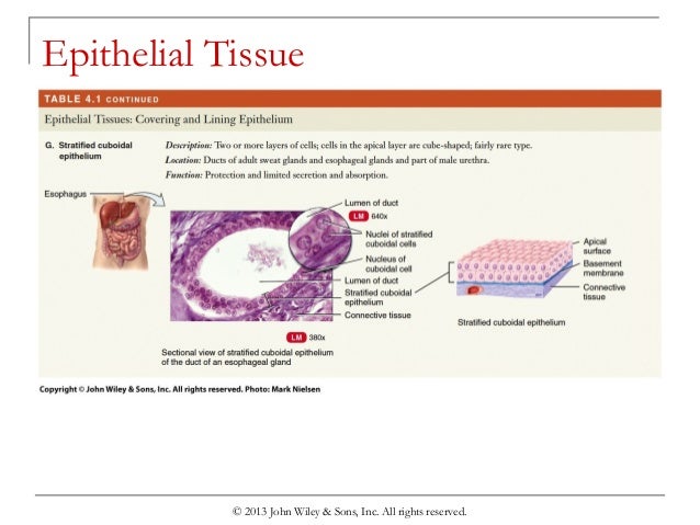 general characteristics of epithelial tissue general characteristics of epithelial tissue